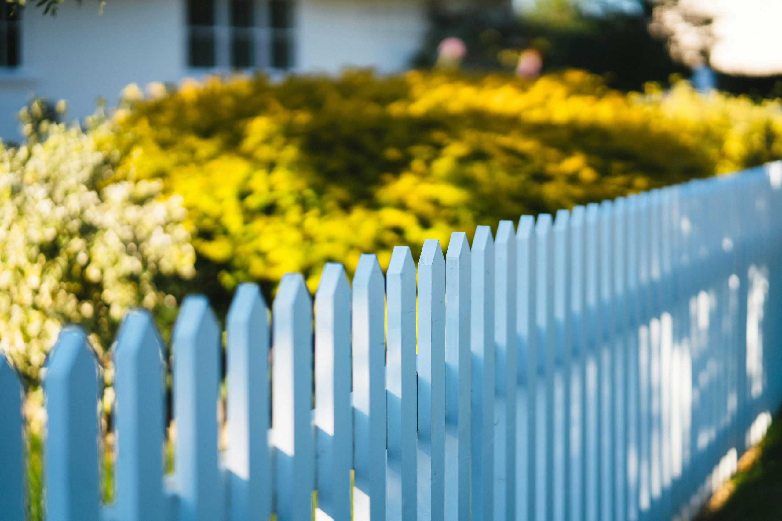 A neat row of white pointed wooden Fencing slats in front of yellow garden bushes and a blurred house background.